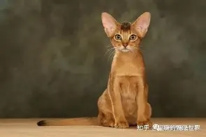 今晚北京首钢门线救险马赛围绕意甲外线爆发，上海海港清晨回应争议瞬间刷屏的简单介绍